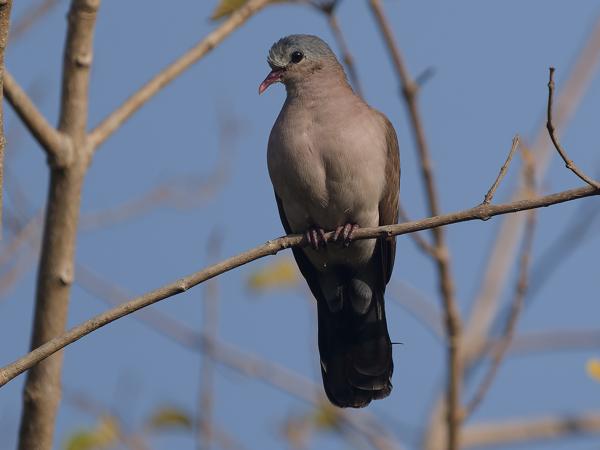 <h3><a href="/trips/gambia/biota/animalia/chordata/aves/026 columbiformes/001 columbidae/turtur afer/turtur afer-nl.html">Turtur&nbsp;afer</a> / Blue‑spotted&nbsp;wood&nbsp;dove / Staalvlekduif</h3>OM-1 Mark II met OLYMPUS M.150-400mm F4.5, 1/2000 sec  bij F4.5, ISO 250, afstand 14.4&nbsp;m